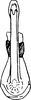 Aedeagus, ventral view on Ahmedra distincta Dworakowska & Viraktamath, 1979: Aedeagus (A. distincta Dwor. & Virakt.), ventral view. (Observation).