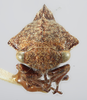 Head: !! display not done !! on Telamonanthe brevis (Ball, 1903): (Observation).