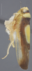 Habitus, lateral view: !! display not done !! on Colladonus clitellarius (Say, 1831): Lateral. (Observation).