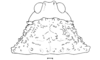 Bufonacris bruchii Brancsik, 1901: Fig. 65. female head and pronotum, dorsal view. (Otu).
