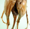 CollectionObject 1580542; eb80846c-65a2-4255-9561-3e6203de6e68: female abdomen tip, ventral view (Rhaphidophora picea). (CollectionObject).