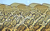 Ovipositor: Magnentius clavatus, 2nd valvula teeth (INHS). (Observation).