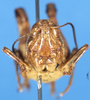 CollectionObject 1507075; 7ed10954-b3d5-4246-9844-ca2fbede656a: male, frontal view (holotype of Pseudogmothela megalocephala). (CollectionObject).