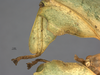 CollectionObject 1561248; 3ba9d821-6893-4d24-9da4-64848fa3b1df: Copyright OUMNH. female: right foreleg [in part], dorsal view (lectotype). (CollectionObject).