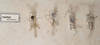 CollectionObject 1558028; d6624c2d-b63c-4596-9005-826e84c0eb4d: St. Petersburg. type series, dorsal view. (CollectionObject).