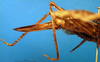 female ovipositor (holotype). Depicts CollectionObject 1500345; f5e2f458-23a0-4fda-9722-849fcd81cab9, a CollectionObject.