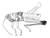 Cloephoracris festae (Giglio-Tos, 1897): Fig. 1A. male, habitus. (Otu).