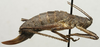 CollectionObject 1535958; 12f39318-7fb2-4850-aaf3-bb6a9957f223: female habitus, lateral view (syntype). (CollectionObject).