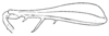 Arrhenotettix calcaratus Caudell, 1918: Fig. 18 (after type). hind femur of male. (Otu).
