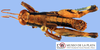 CollectionObject 1513558; d6db254a-5013-48f6-95f0-e8941a1475cc, MLP4141: male, dorsal view (paratype). (CollectionObject).