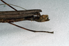 CollectionObject 1561407; NMW 184', 9165fea0-4e5c-4016-836b-a17dde80f8f0: copyright NMW, Vienna. female: end of abdomen, lateral view (syntype). (CollectionObject).