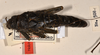 CollectionObject 1557005; 75887049-26ca-4ebc-a0a3-586a039ef5c2: copyright OUM. female of synonym Paradoxomorpha bruchi, dorsal view (holotype). (CollectionObject).