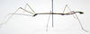 CollectionObject 1573579; 13639a7a-f150-456d-bbce-71eb5b223c01: copyright MEFLG Colombia. male, lateral view (paratype). (CollectionObject).