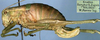 female, lateral view (paratype). Depicts CollectionObject 1595982; ba523f8d-c278-449b-9681-43f36c6c39ff, a CollectionObject.