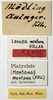 labels (holotype). Depicts CollectionObject 1532120; 51080269-3759-455b-aac7-6005281a972e, a CollectionObject.