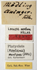 CollectionObject 1532120; 51080269-3759-455b-aac7-6005281a972e: labels (holotype). (CollectionObject).
