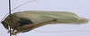 CollectionObject 1520827; 55bd3df0-da3d-41f2-a605-a1b2e3e5432e: male, lateral view (paratype). (CollectionObject).