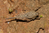 CollectionObject 1599704; 72ebb6c2-472b-4856-8ef3-2eeacafdd33c: female (holotype). (CollectionObject).