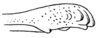 Mistshenkoana bilineata (Chopard, 1954): Fig. 12. ovipositor tip. (Otu).