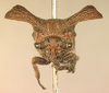 Platycentrini Haupt, 1929: _Platycentrus acuticornis_. (Otu).