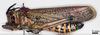CollectionObject 1580391; 19d9cb4f-bc5b-462f-bcec-39a8ef6ebb9d: female, lateral view (paralectotype of Phymateus cardinalis). (CollectionObject).