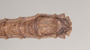 Pylaemenes borneensis (Bragg, 1998): copyright Natural History Museum, London. male: end of abdomen, ventral view (paratype). (Otu).