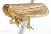 Habitus, lateral view on Aplos simplex (Germar, 1830): (Observation).