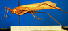 CollectionObject 1500564; 2411e313-9118-421f-b3a8-5e28130c926d: male, lateral view (holotype). (CollectionObject).