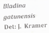 Other on Bladina gatunensis Kramer, 1976: (Observation).