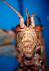 CollectionObject 1500479; 28eb1944-fbac-4585-95cf-3d9960f9e403: male frons (holotype). (CollectionObject).