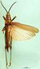 CollectionObject 1501057; e58dbd6b-4d47-4f74-a955-bba920733ce3: male, dorsal view (lectotype). (CollectionObject).