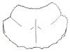 Crypsicerus glaber (Miller, 1932): Fig. 15. pronotum. (Otu).