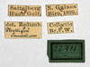 CollectionObject 1561208; da22c0d4-b4ee-4e89-b780-674bde3aa142, NMW 299: © NHMW, NOaS Image Collection; with permission. female, data labels (syntype). (CollectionObject).