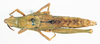 CollectionObject 1506179; 891bd42d-982f-454e-b19e-5337e322a3e0: female, dorsal view (holotype). (CollectionObject).