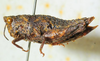 CollectionObject 1526831; ba5055e5-ad07-4767-82f5-fff6f40a7b42: female, lateral view (paratype). (CollectionObject).