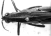 CollectionObject 1580140; e0d1ee04-b8da-4f92-805c-66f8986e9839: Image Carbonell, C.S. male head and pronotum, dorsal view (syntype). (CollectionObject).