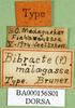 CollectionObject 1501280; 2f2275cc-c71f-4ece-b3a9-94c532b36489: labels (syntype). (CollectionObject).