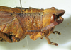 CollectionObject 1498680; 6b73ba8c-73bd-4ffb-86ec-c014e456b71e: female, head and pronotum. (CollectionObject).