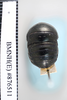 CollectionObject 1552821; NHMUK(SF IMPORT DUPLICATE) BMNH(E) 876511, 62918224-64db-4cce-87ed-5ccbc58f0eb3: Copyright NHM, London. Holotype female, dorsal view. (CollectionObject).