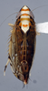 Habitus, dorsal view: (Observation).