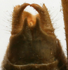 CollectionObject 1520633; b3c3fa0a-a6a4-4ea0-be6b-ad691aa7613c: male cerci (paratype). (CollectionObject).