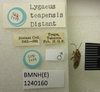 CollectionObject 1596611; 0dd3f759-9838-4109-842a-fe649c6bc95a: Lygaeus teapensis. Syntype. (BMNH) - (CC BY-NC 4.0) Photo by Stuart Cole, reproduced with permission from the Natural History Museum, London, UK. (CollectionObject).