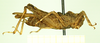 CollectionObject 1597042; 596840cf-4002-4dba-8b8f-a0ae12abaac4: female, lateral view. (CollectionObject).