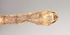 CollectionObject 1558875; NHMUK(SF IMPORT DUPLICATE) 845210, e0fca43f-b9f6-484d-b9d3-c94223e31fea: copyright Natural History Museum, London. male: end of abdomen, ventral view of Heteropteryx grayii (paralectotype). (CollectionObject).