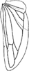 Hind wing on Apheliona bioculata (Melichar, 1903): Hind wing. (Observation).