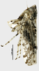 Habitus, lateral view on Concavifer marmoratus Dlabola, 1960: (Observation).