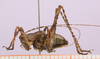 CollectionObject 1575953; f0f1cf05-48a5-4f0a-bda2-c96480e14f1d, cbt039s03: specimen cbt039s03. male, lateral view (paratype). (CollectionObject).