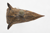 Habitus, dorsal view: !! display not done !! on Heliria strombergi Goding, 1893: (Observation).