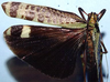 CollectionObject 1522523; 2488e33a-0844-48d2-87cb-516a317831fe: female, dorsal view (holotype). (CollectionObject).