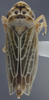 Habitus, dorsal view on Evacanthus (Nufrieva) asiaticus Oshanin, 1871: Dorsal. (Observation).